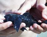 Какой большой морской бычок